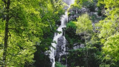 canonteign falls tickets