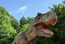 combe martin wildlife and dinosaur park tickets