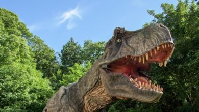 combe martin wildlife and dinosaur park tickets