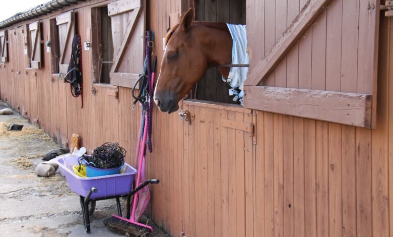 towergate horse insurance